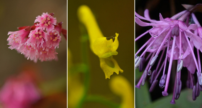 写真家 広瀬慎也と行く 春の草花と芽吹きの森 カメラスケッチ開催日 19年4月23日 京都 写真の総合館 Ams写真館