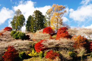 終了しました 橋本健次先生と行く 愛知県豊田市小原村 四季桜と紅葉 開催日 11月25日 京都 写真の総合館 Ams写真館