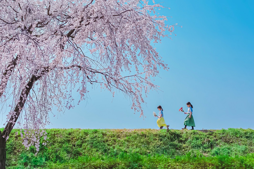 aa-「桜に向かって」ゆーと23.jpg